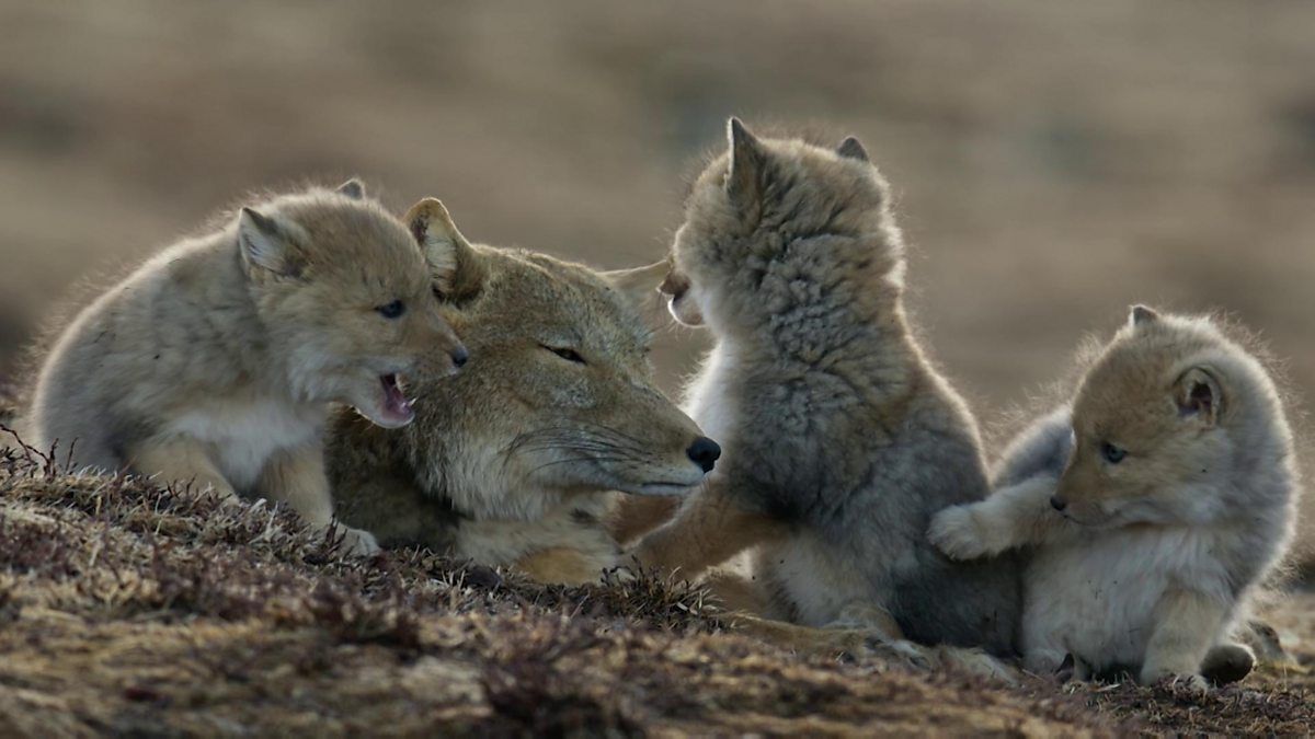 1200x675 Hunting pika to fend for her kits