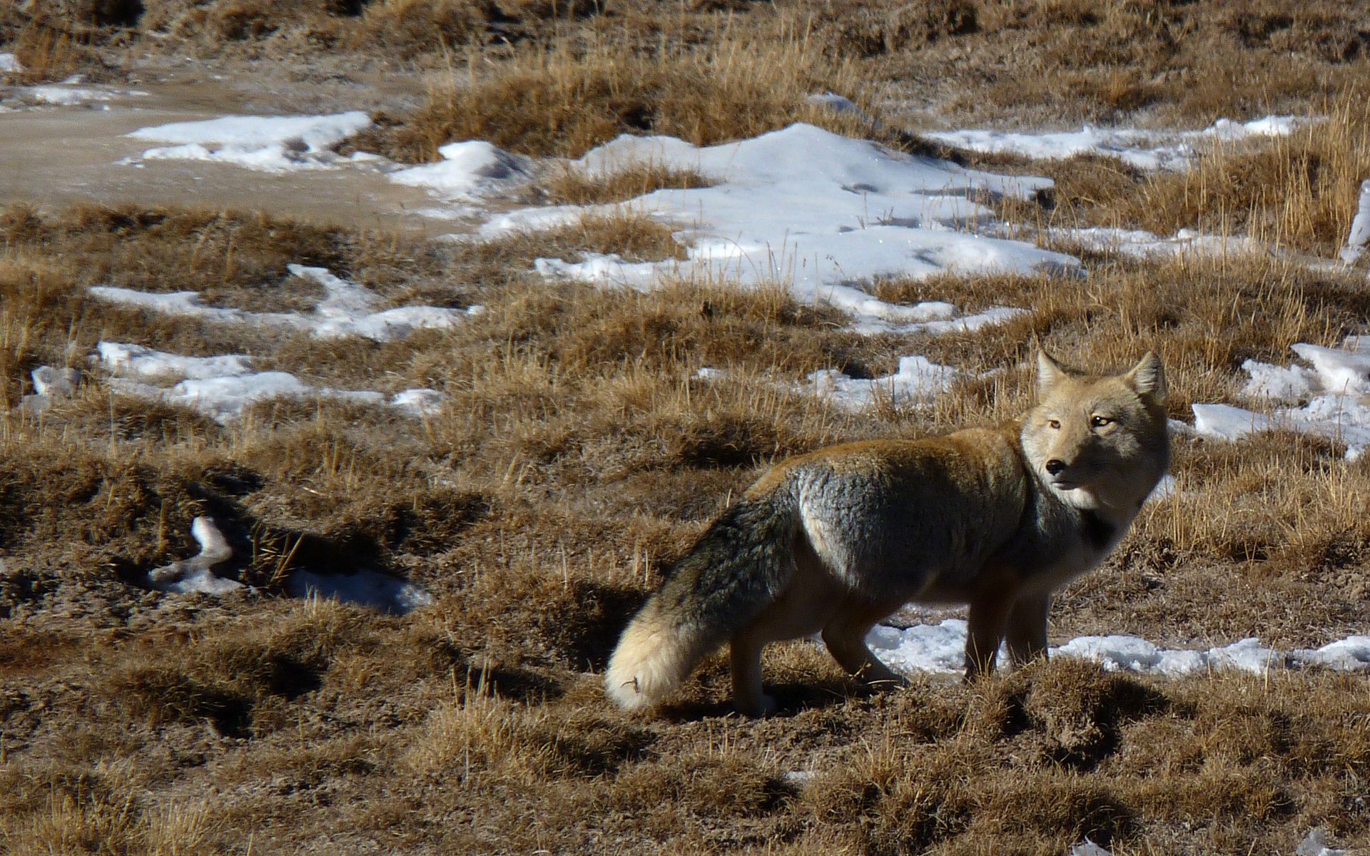 1920x1200 Majestic Fox in Winter Wilderness Animal Wallpaperx1200