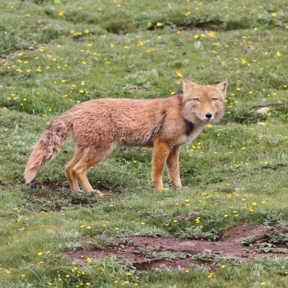 930x930 This Tibetan fox looks just like a cartoon character come to life