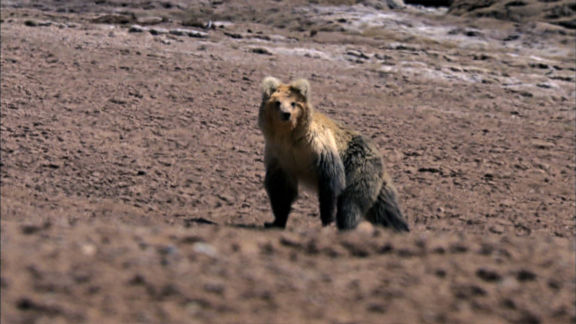 1920x1080 The Himalayan Bear and the Tibetan Fox