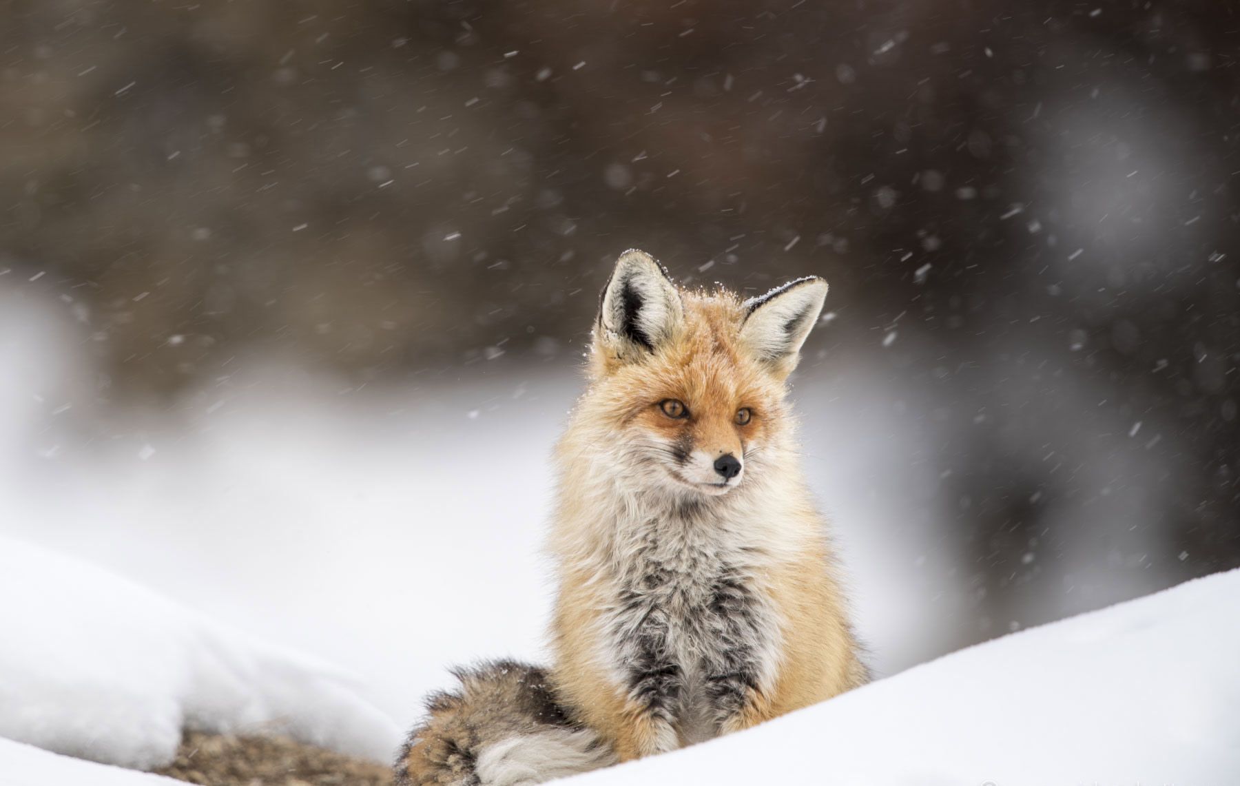 1800x1141 In Pursuit Of The Bushy Tailed Red Fox In Spiti Valley