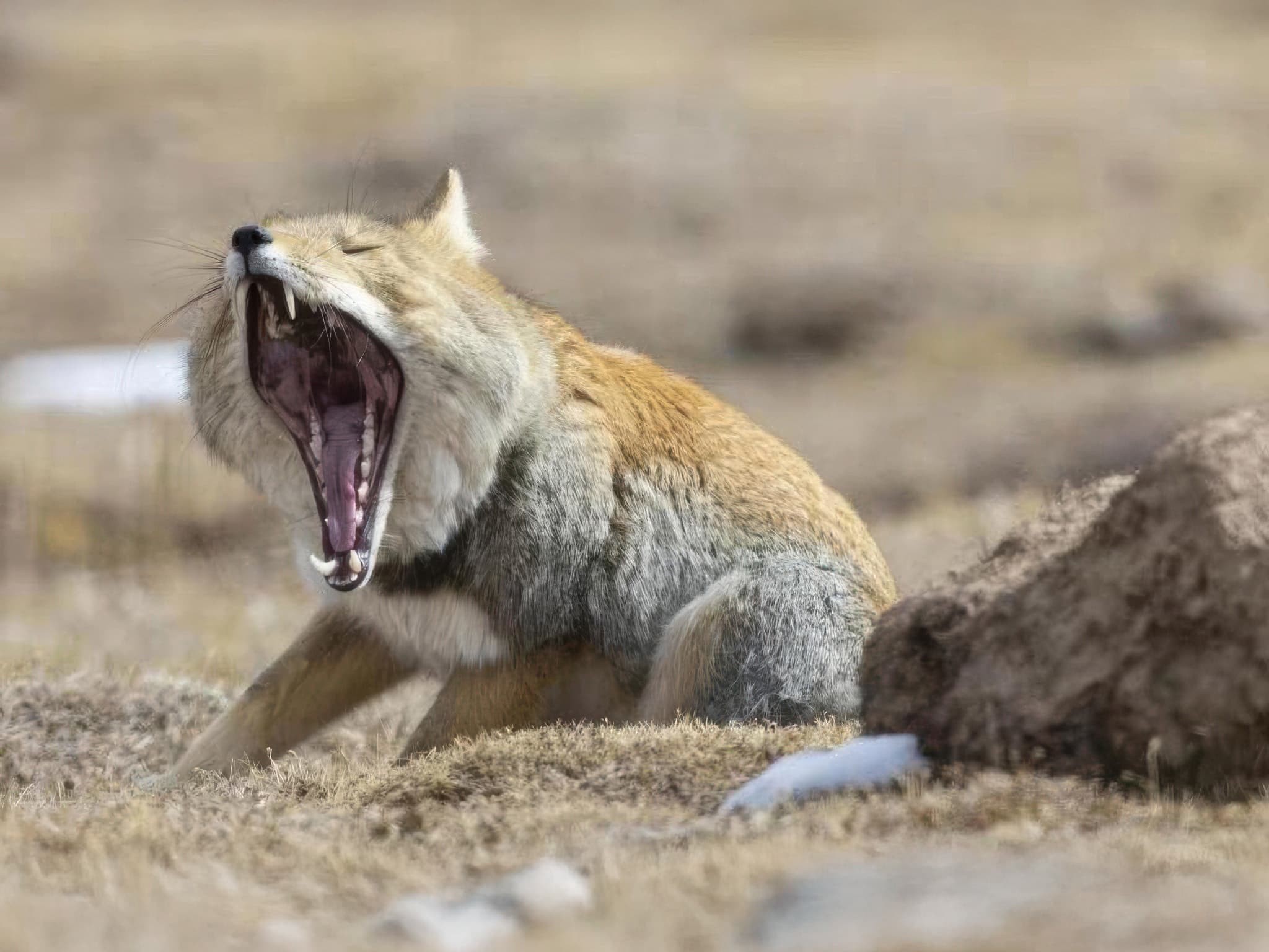 2048x1536 Tibetan Wildlife Altitude Mammals & Birds