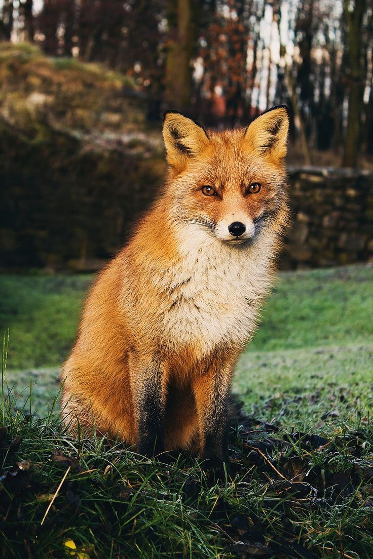 736x1104 Download free image of Brown fox sitting on grass field. Original public domain image from Wikimedia Commons about fox, public domain fox, bear, animal, and fox background 3283814