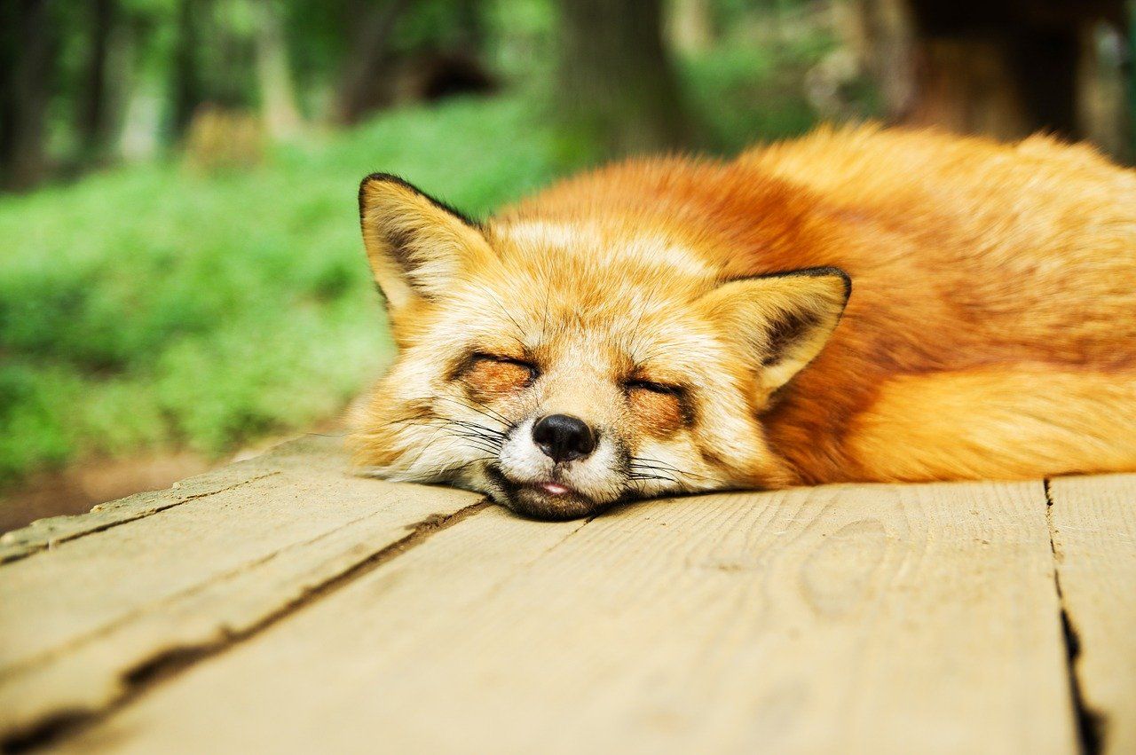 1280x851 Foxes
