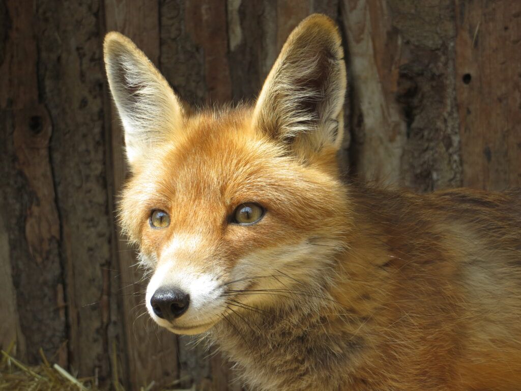 1024x768 The Foxes