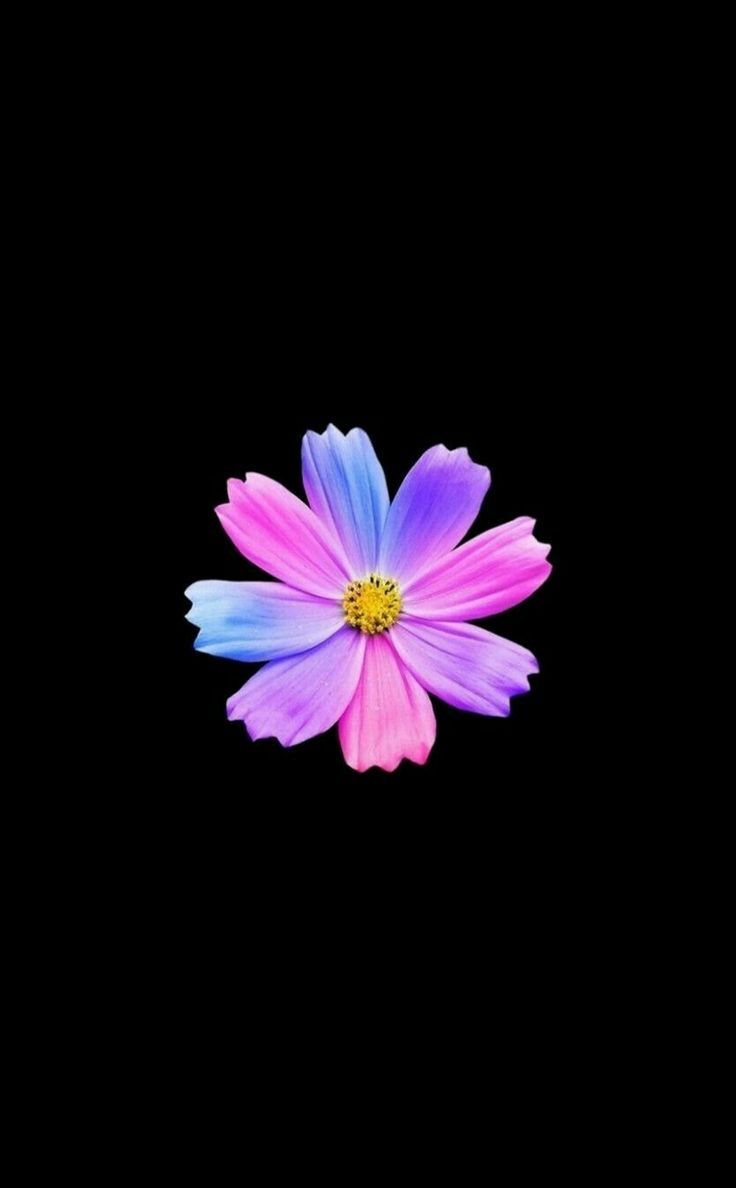 736x1188 Vivid bright flower, dark, 950x1534 wallpaper
