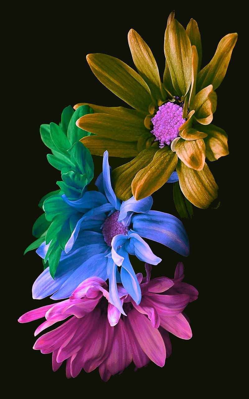 800x1280 Bright Beauty, black, colorful, flower, flowers, neon, HD phone wallpaper