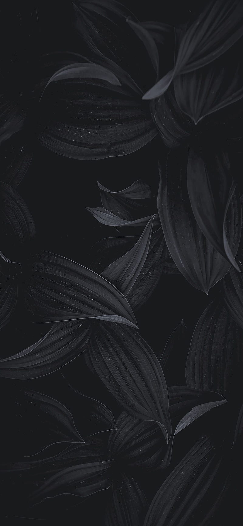 800x1731 BlackParis, bright, colors, HD phone wallpaper
