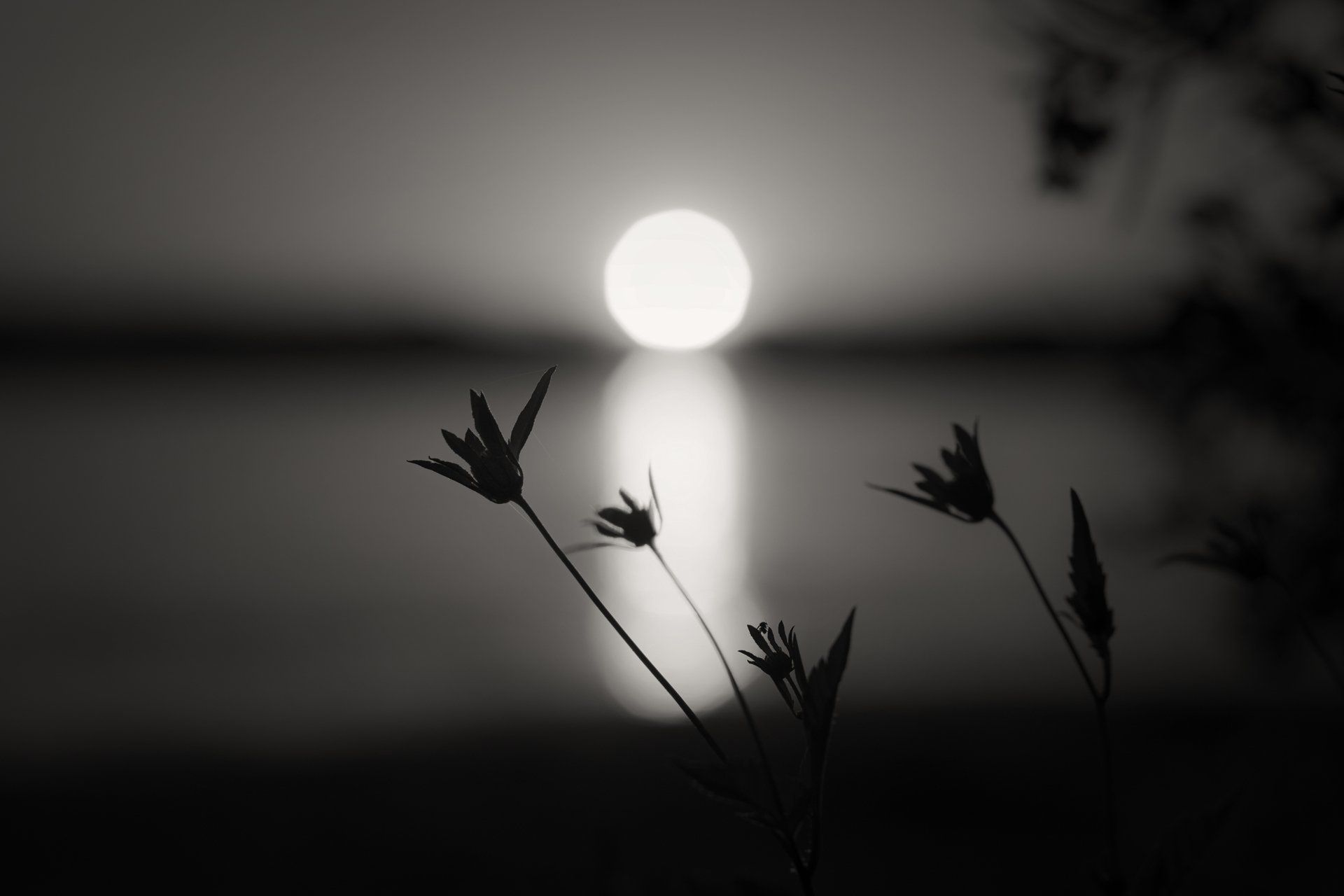 1920x1280 Ethereal Silhouettes: Black & White HD Photography Wallpaperx1890
