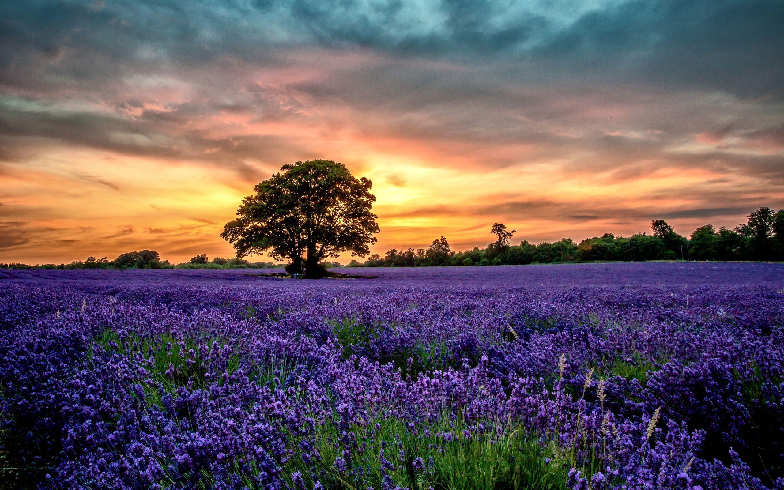 2560x1600 Best Lavender Mac Wallpaper Free HD Download