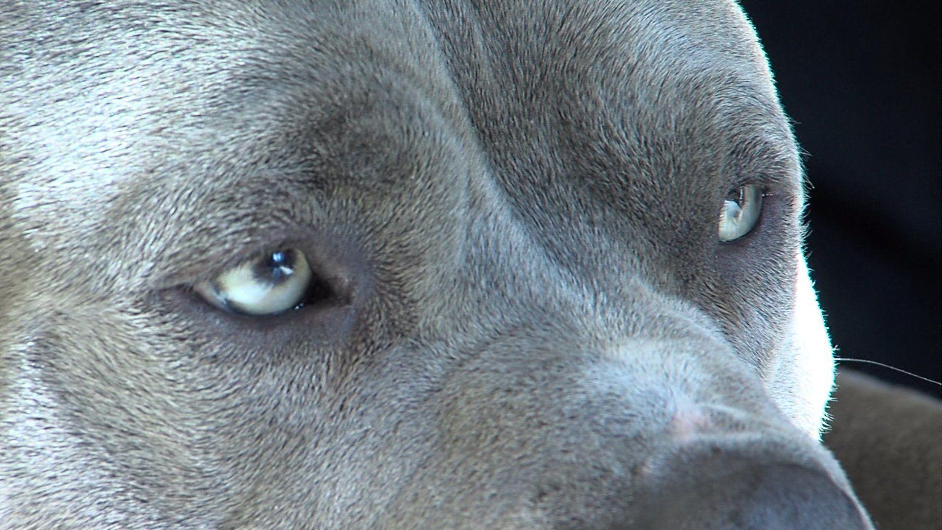 1920x1080 Pitbull Dog Wallpaper, Live Pitbull Dog Background (48), PC, W.Web