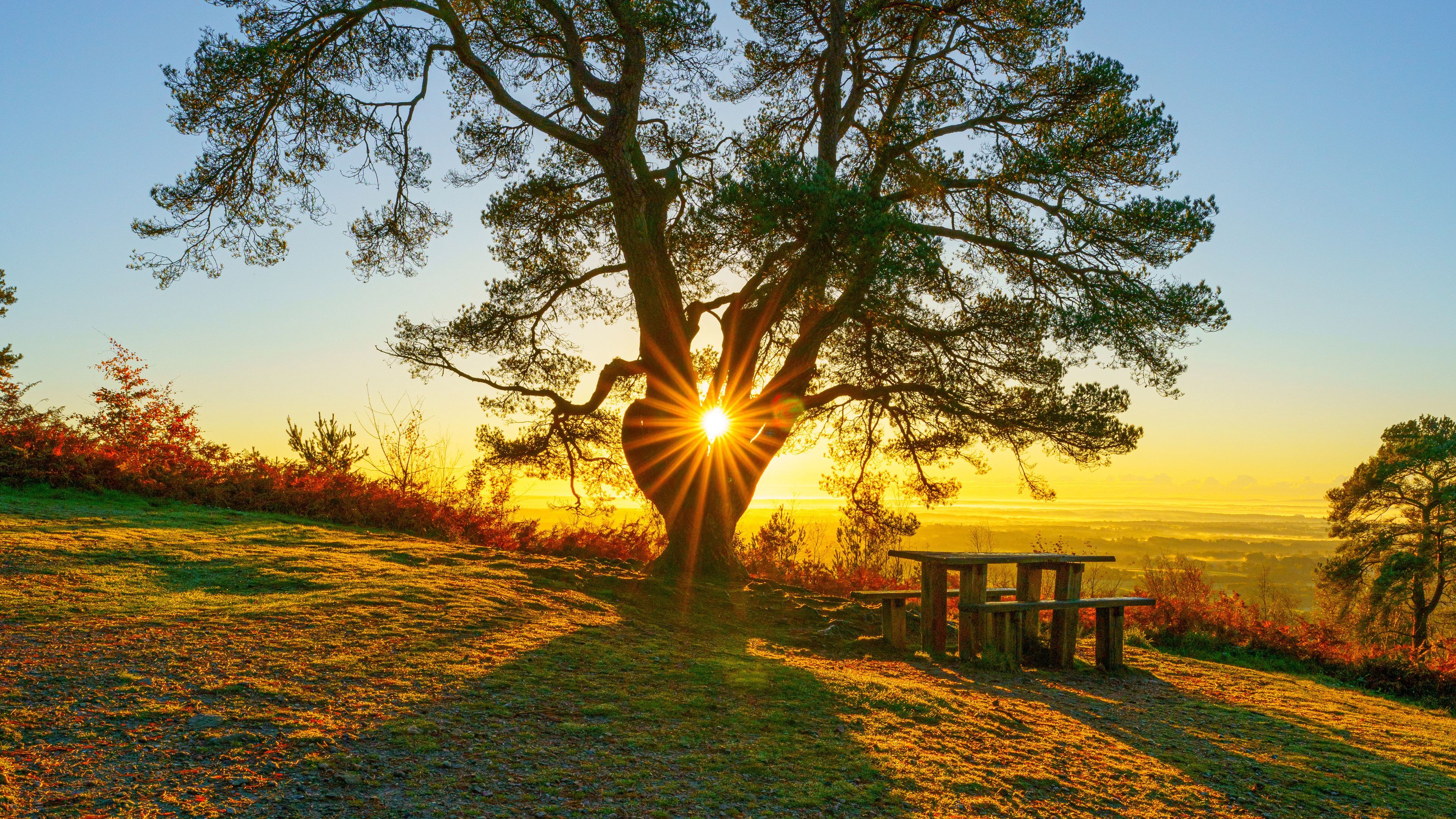 3840x2160 beautiful scenery tree, sun, landscape, autumn, nature wallpaper, background 4K HD Nature Wallpaper