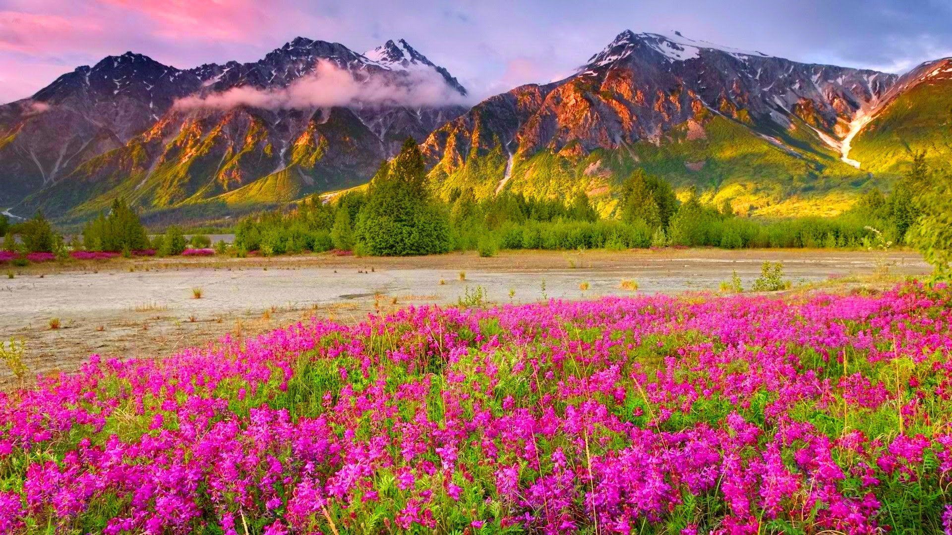 1920x1080 Vibrant Mountain Blossoms: Nature's HD Masterpiecex1080