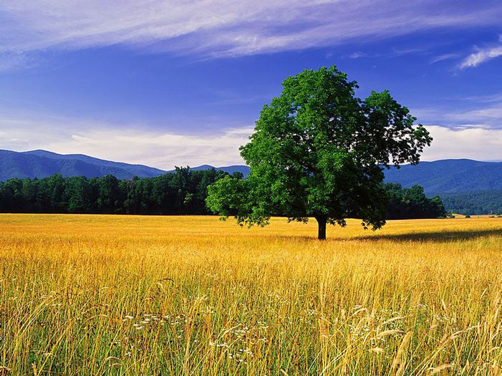 1024x768 Art And Home Wallpaper HD: Nature Scenery Wallpaper