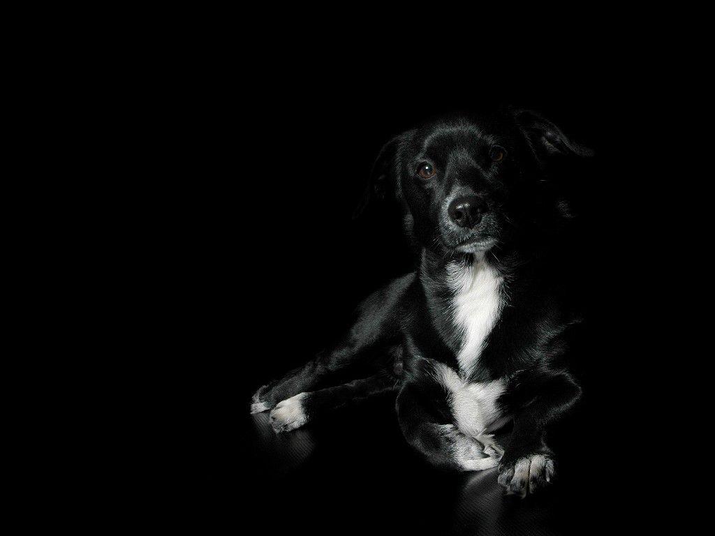 1024x768 3D Puppy Wallpaper 1600x1200 (379.21 KB)