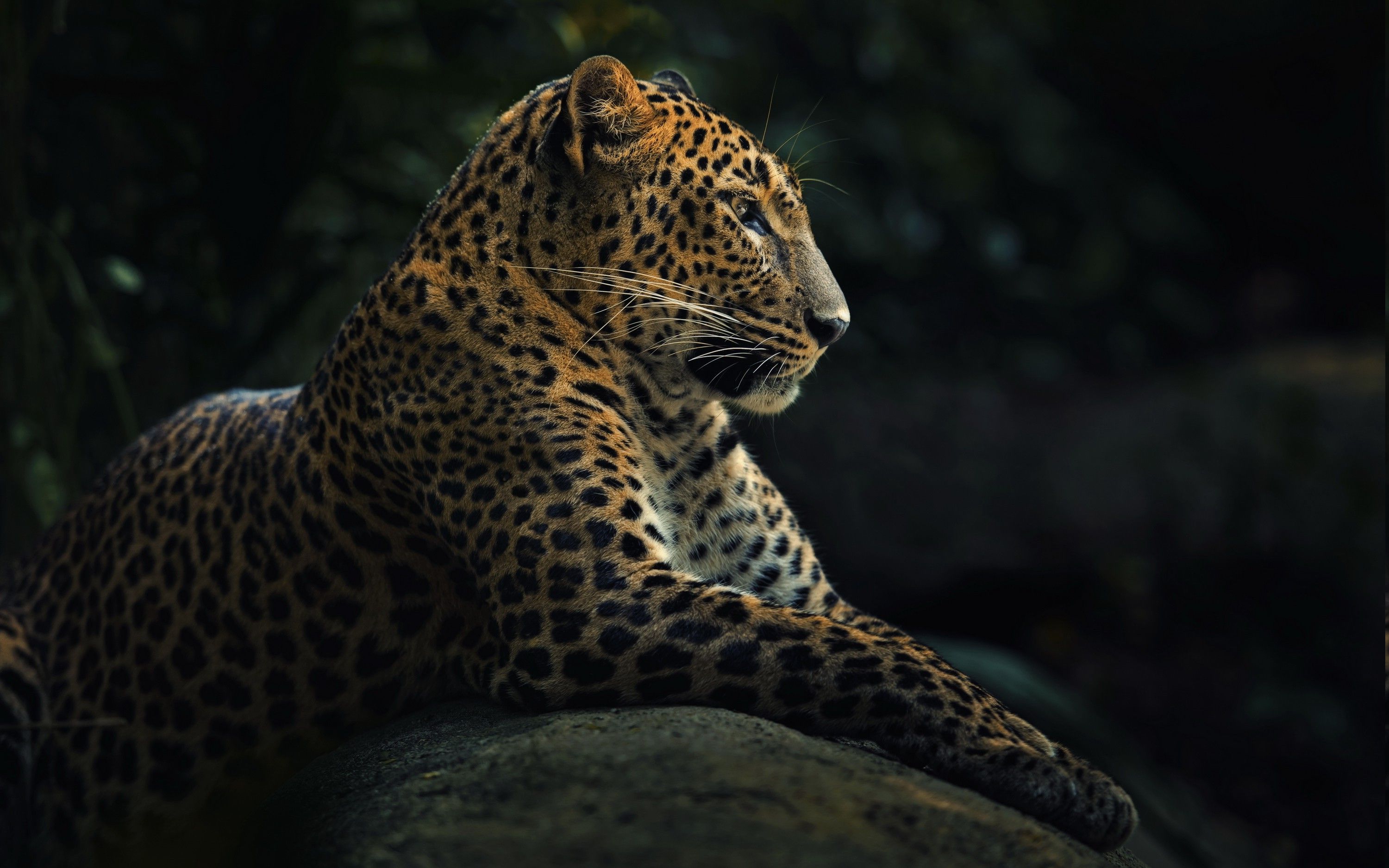 3000x1875 animals, Wildlife, Nature, Jaguars Wallpaper HD / Desktop and Mobile Background