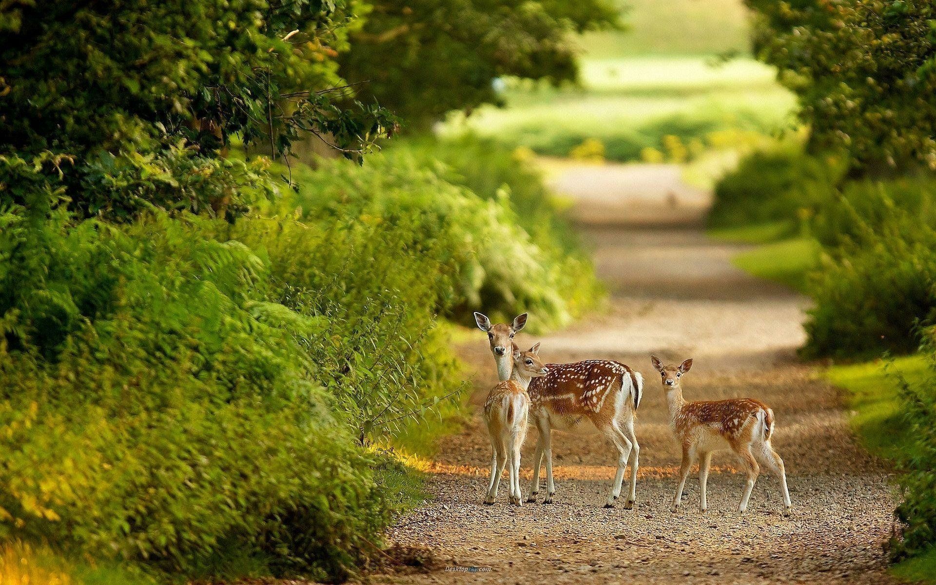 1920x1200 Majestic Deer Family Stroll. HD Wildlife Wallpaperx1200