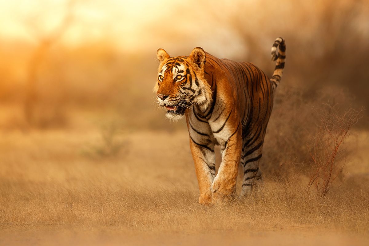 1200x800 Tiger Walking in Field Wildlife Nature Wall Mural Wallpaper®
