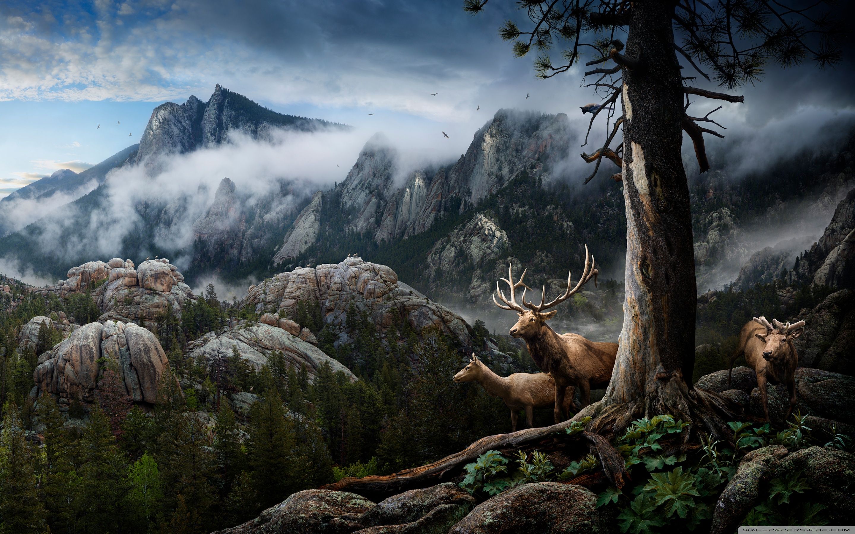 2880x1800 Wildlife Conservation 4K UHD Wallpaper for UltraHD Desktop and TV : Widescreen and UltraWide Display : Dual Monitor : Smartphone and Tablet Devices