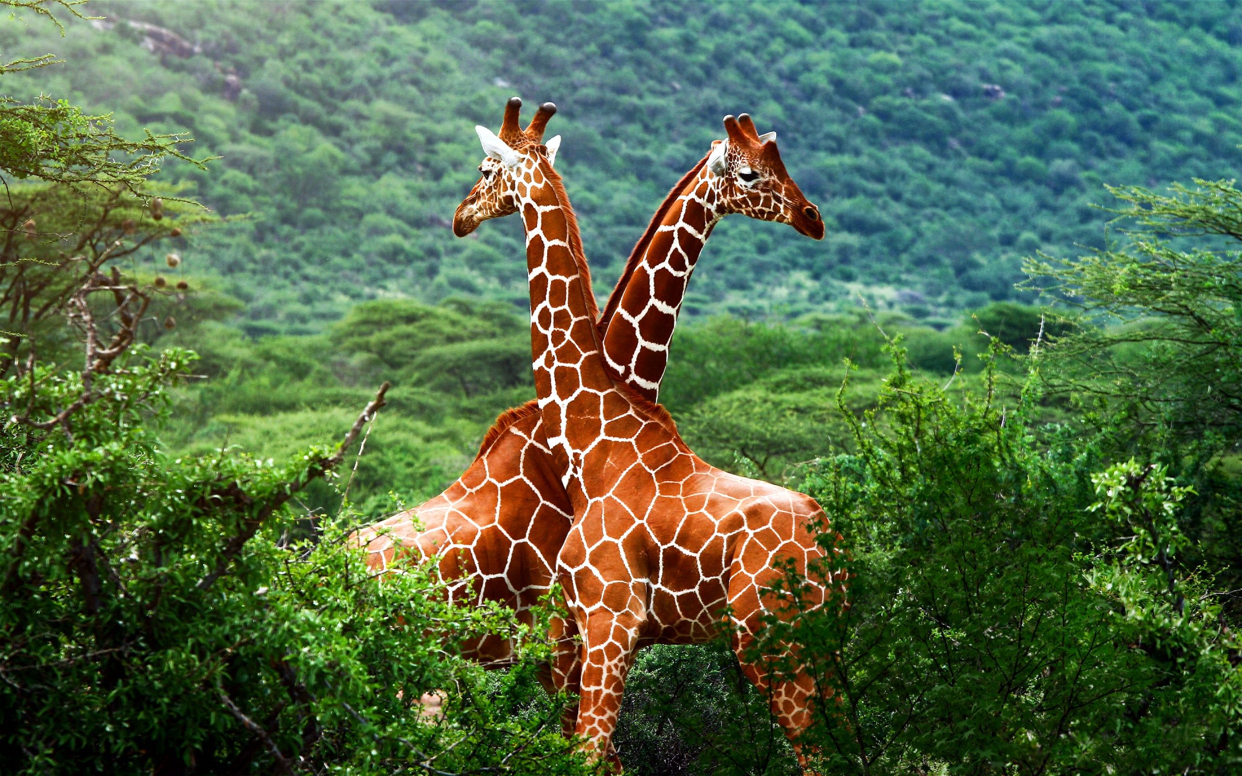 2560x1600 Wallpaper Giraffe, Terrestrial Animal, Giraffidae, Wildlife, Nature Reserve, Background Free Image