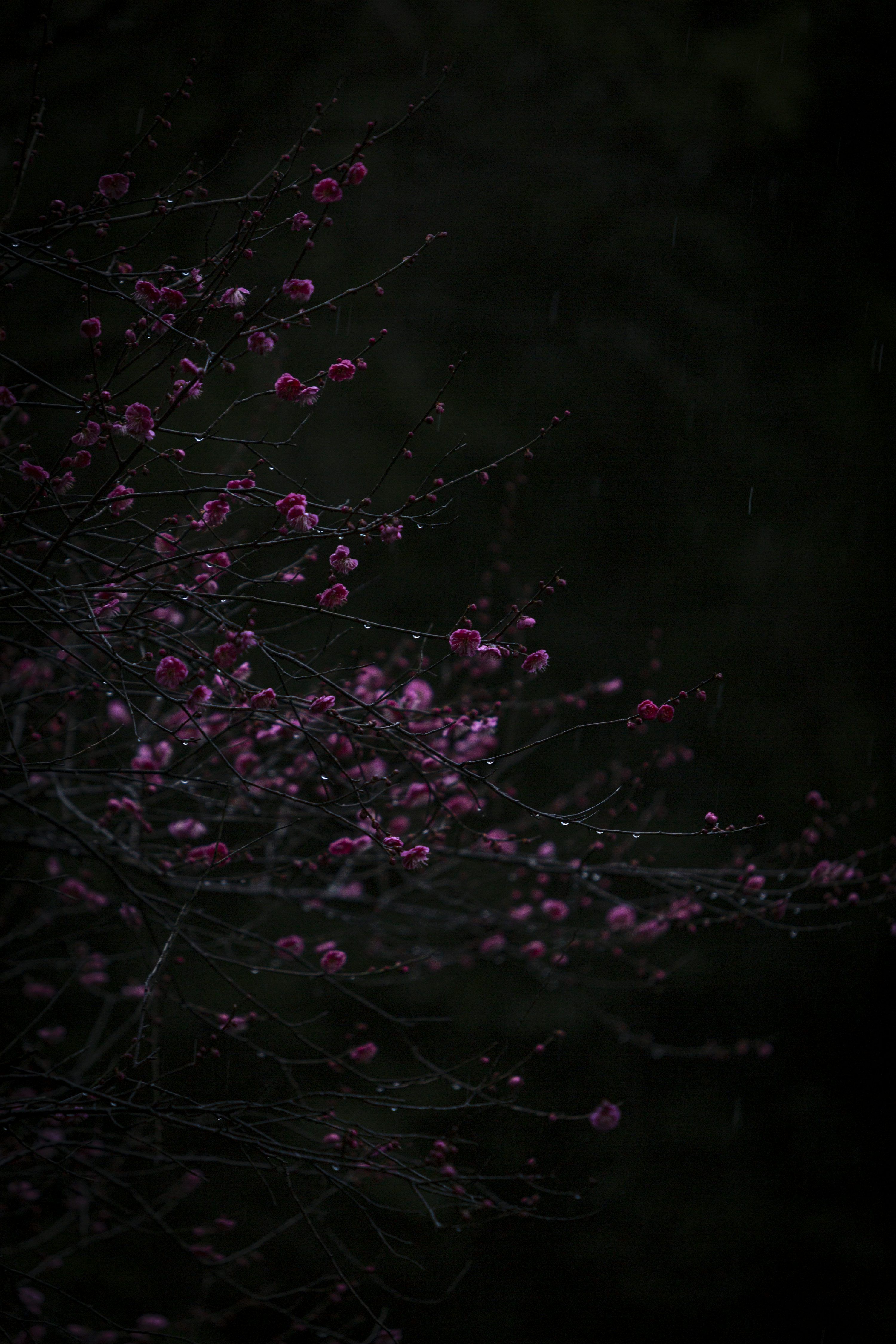 3000x4500 Dark Pink Picture. Download Free Image