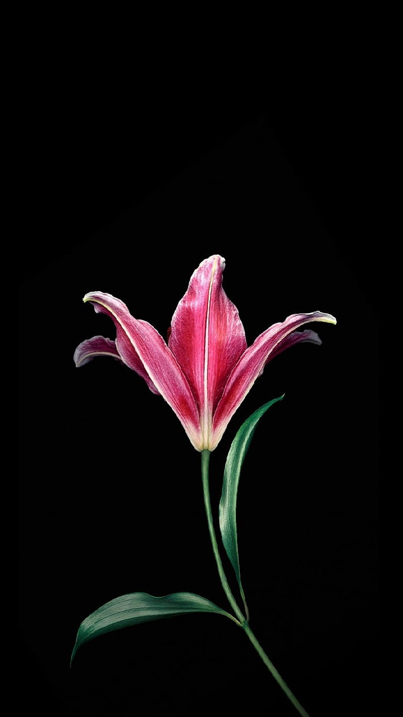 800x1423 Bunga liar, hitam, iphone, alam, pink, tanaman, Wallpaper ponsel HD