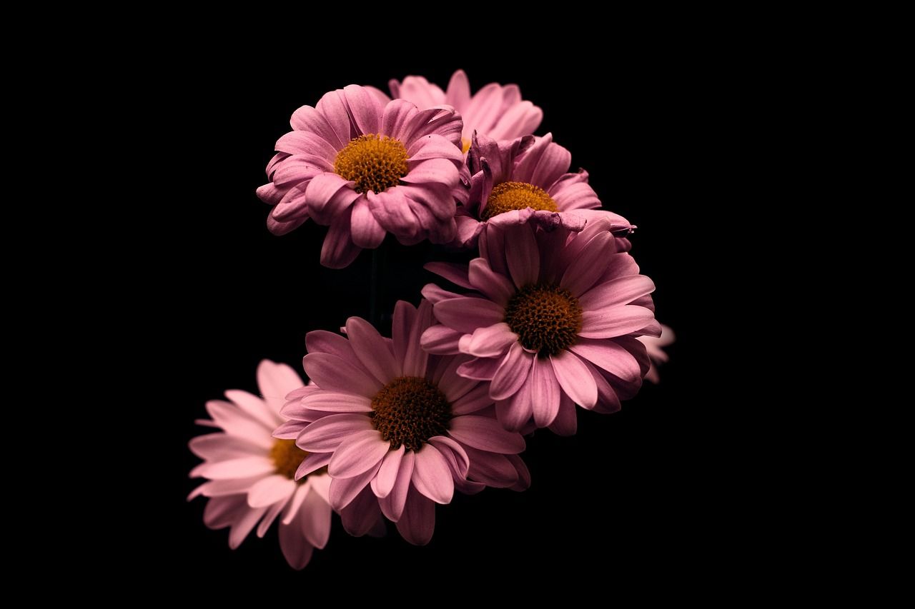 1280x853 Flower Rose Stem