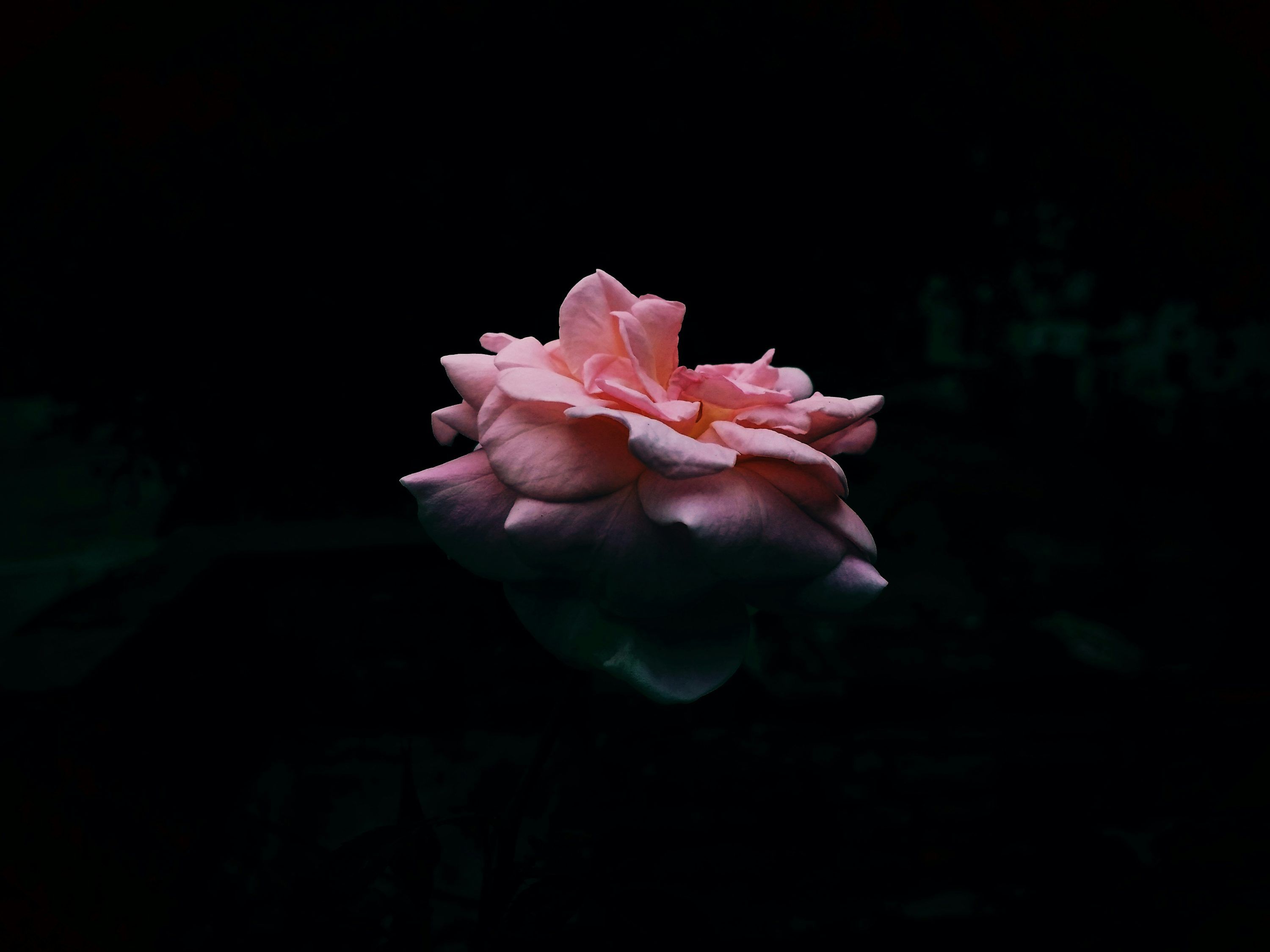 3000x2250 Pink And Black Picture. Download Free Image