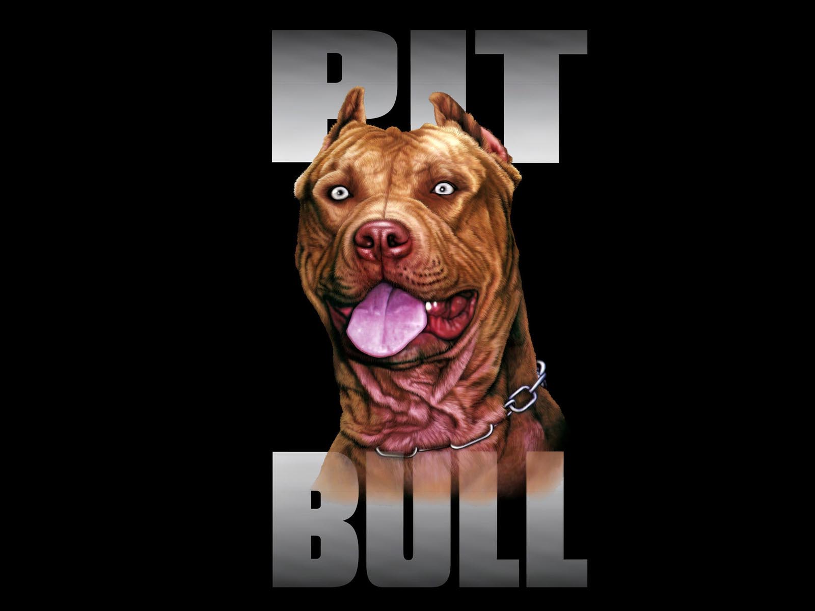 1600x1200 Pitbull Dog Wallpaper