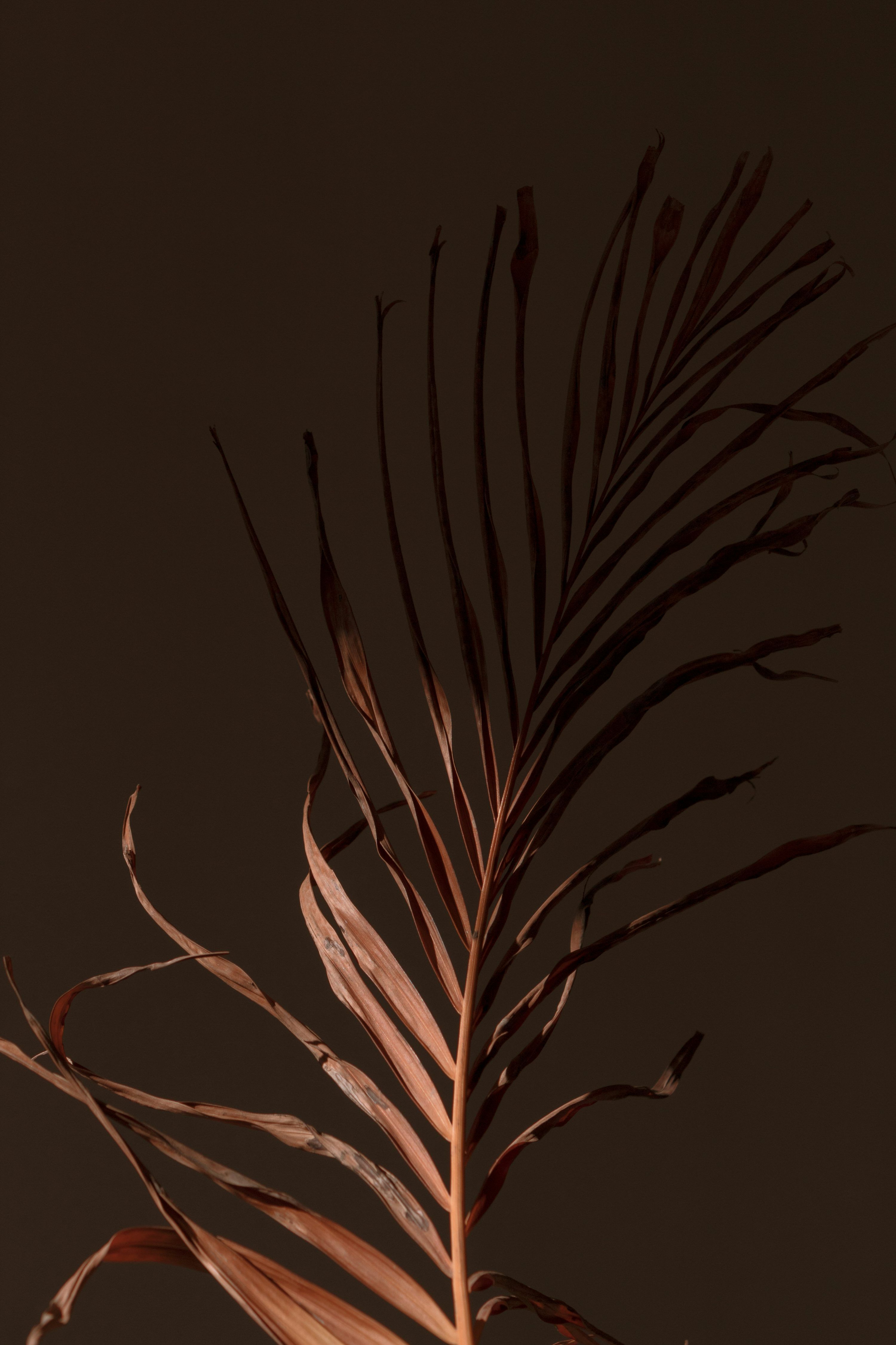3000x4500 Brown Aesthetic Picture. Download Free Image