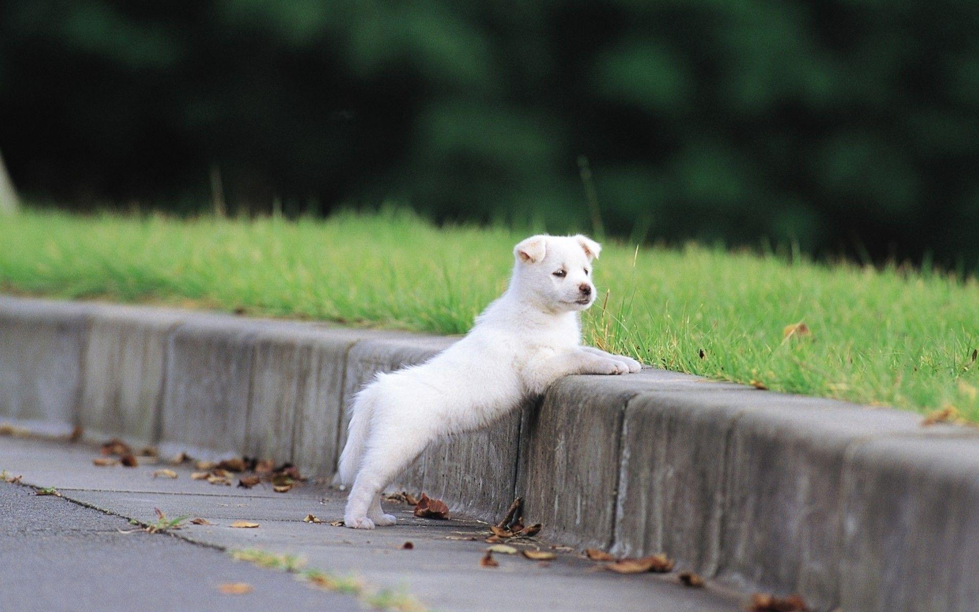 1920x1200 Dogs: Landscapes Dogs Grass Puppies Animals Sidewalks Free Boxer Dog