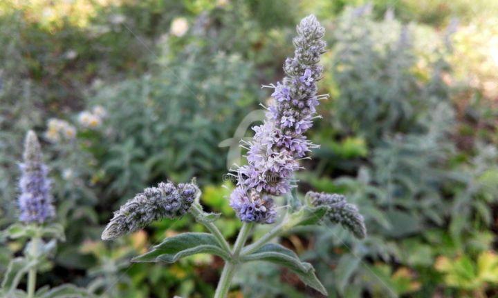 720x432 Mentha Piperita Dance in wind .
