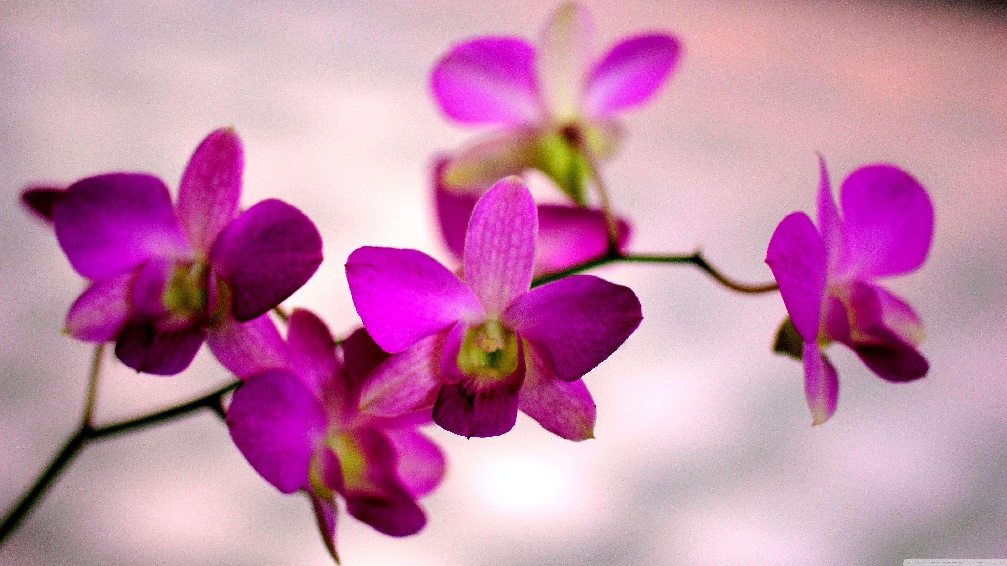 Orchid Zen Wallpapers - Top Free Orchid Zen Backgrounds - WallpaperAccess