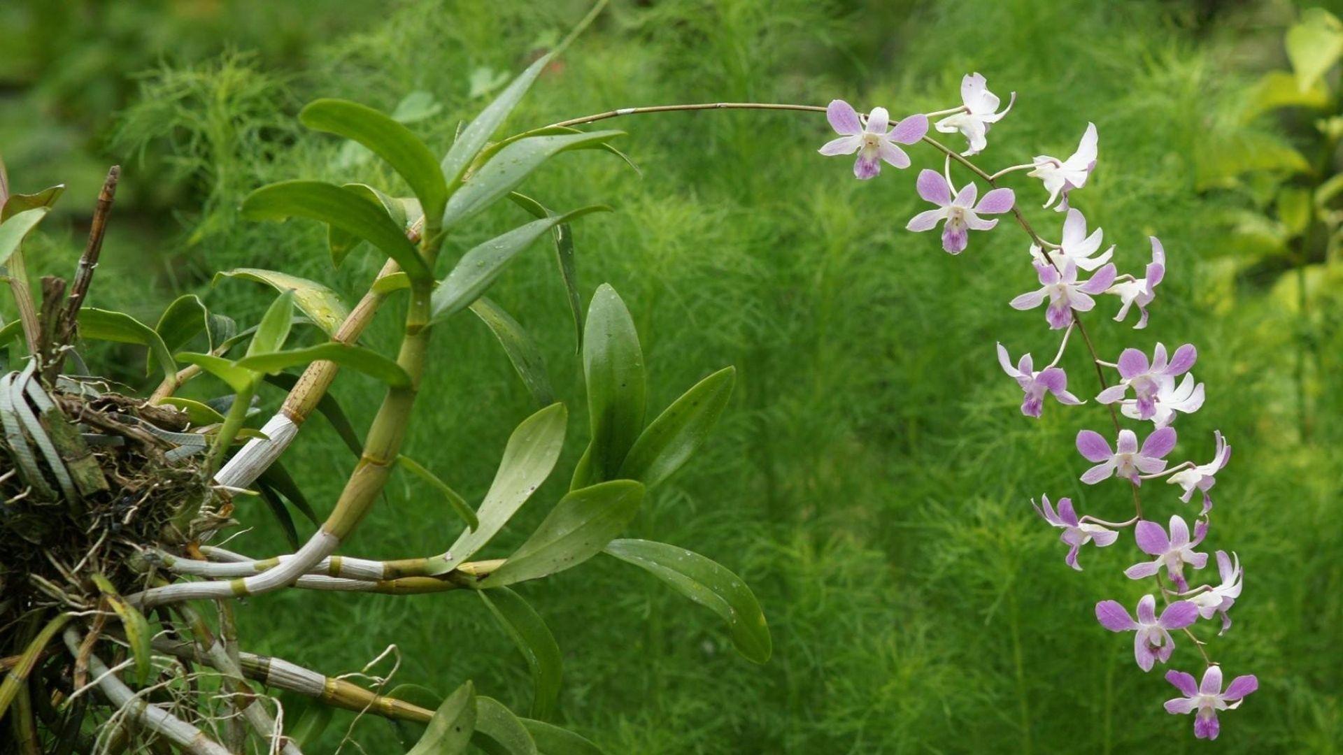 1920x1080 Download Wallpaper 1920x1080 orchid, blossom, branch, exotic, greens