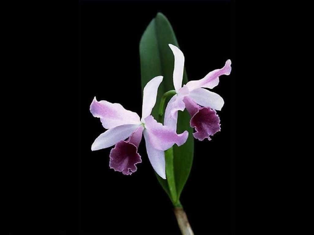 1024x768 Purple Tag wallpaper: Glowing Flowers Colored Colorful