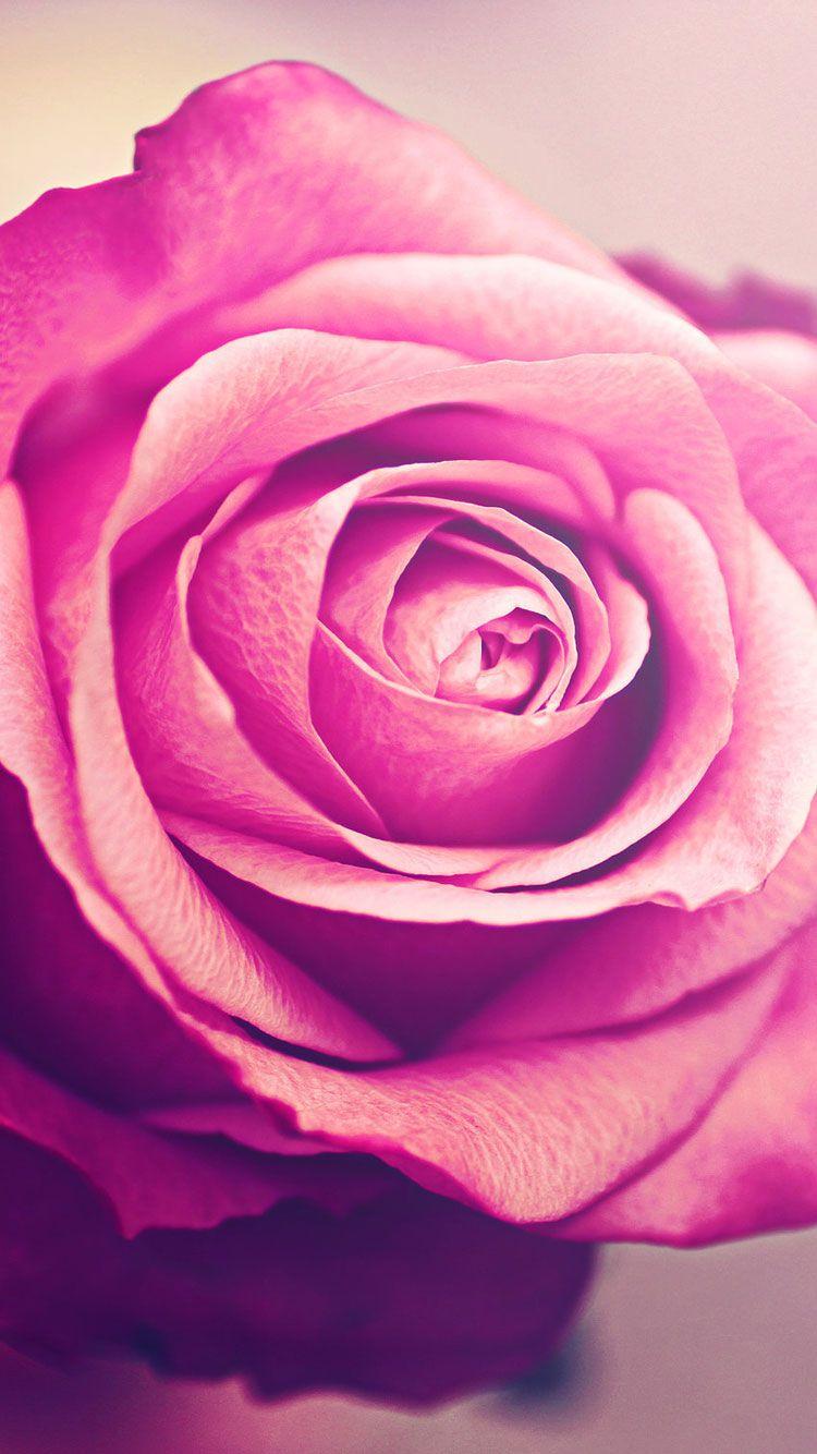 750x1334 Pink Rose Flower iPhone 6 Plus HD Wallpaper