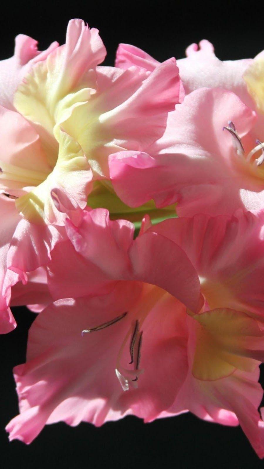 900x1600 Pink Rose Flower iPhone 6 Plus HD Wallpaper