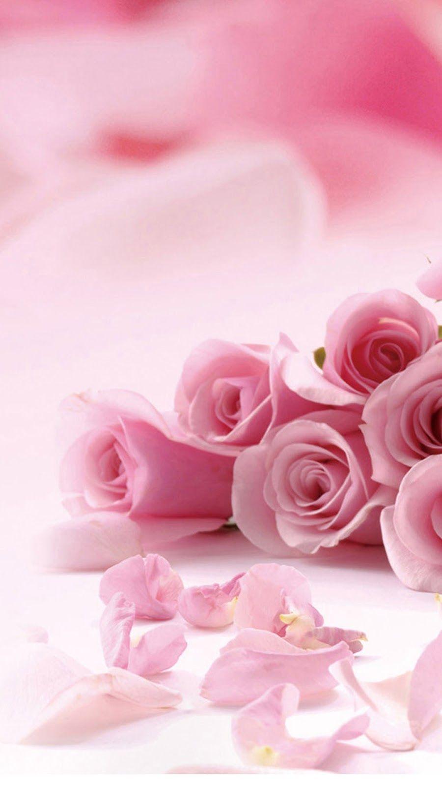 900x1600 Pink Rose Flower iPhone 6 Plus HD Wallpaper