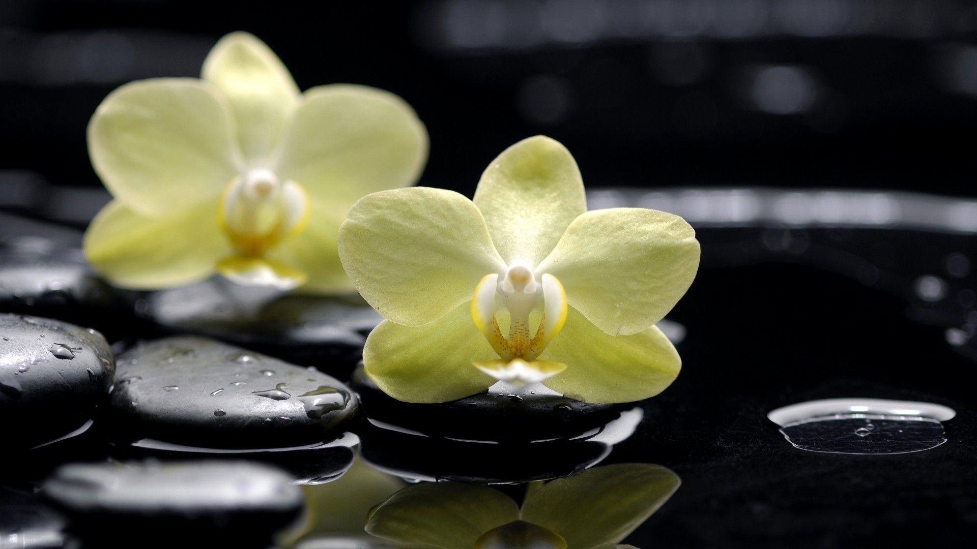 Orchid Zen Wallpapers Top Free Orchid Zen Backgrounds WallpaperAccess