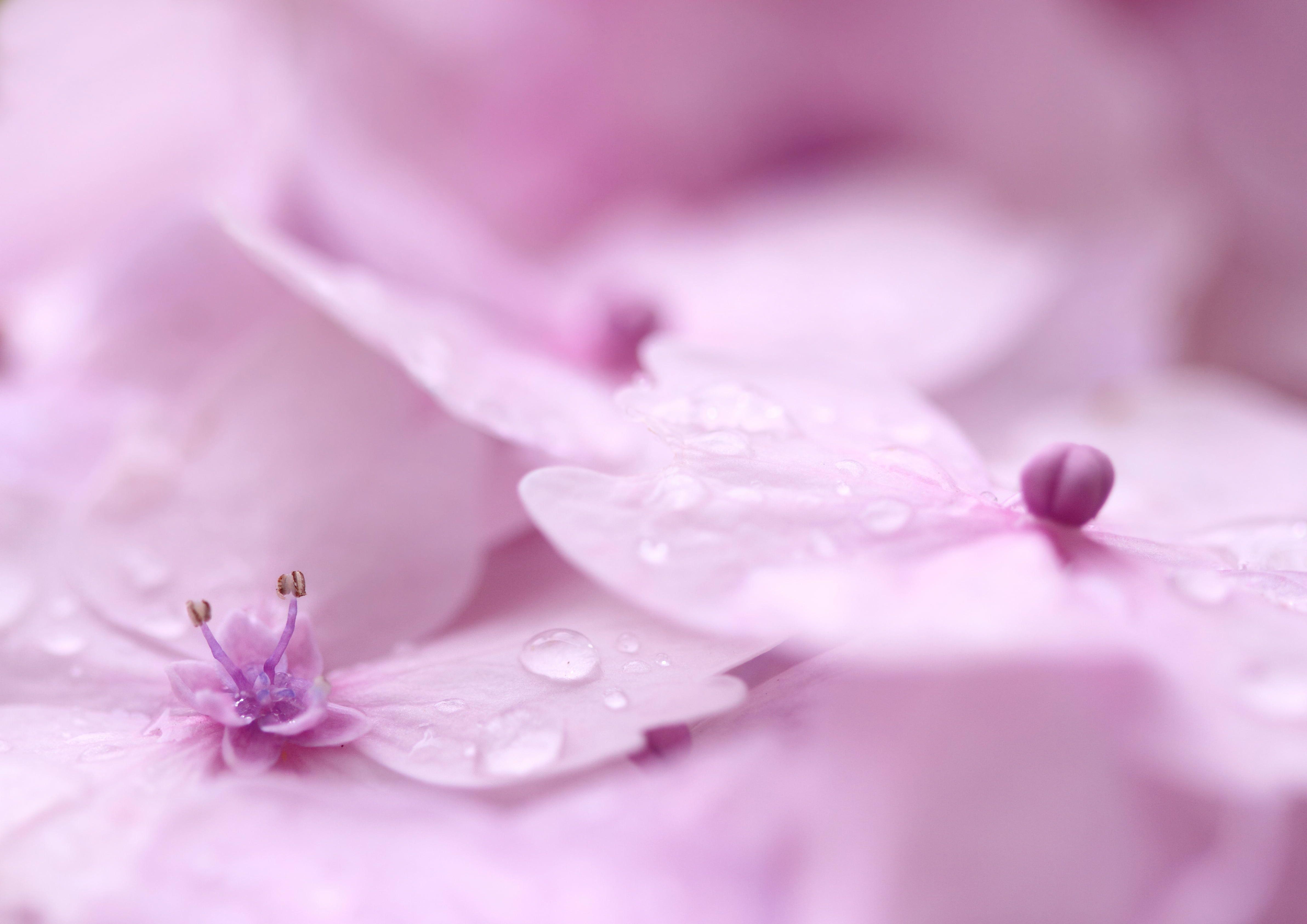 4768x3372 Pink moth orchid with water dew, hortensias HD wallpaper. Wallpaper