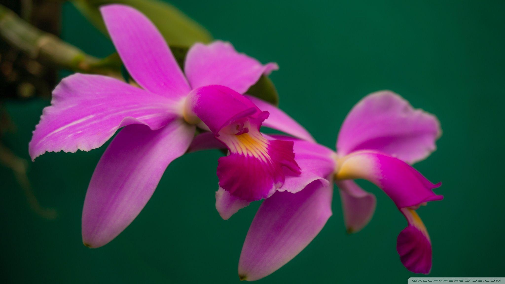 2048x1152 Cattleya Violacea Orchids Flowers ❤ 4K HD Desktop Wallpaper for 4K
