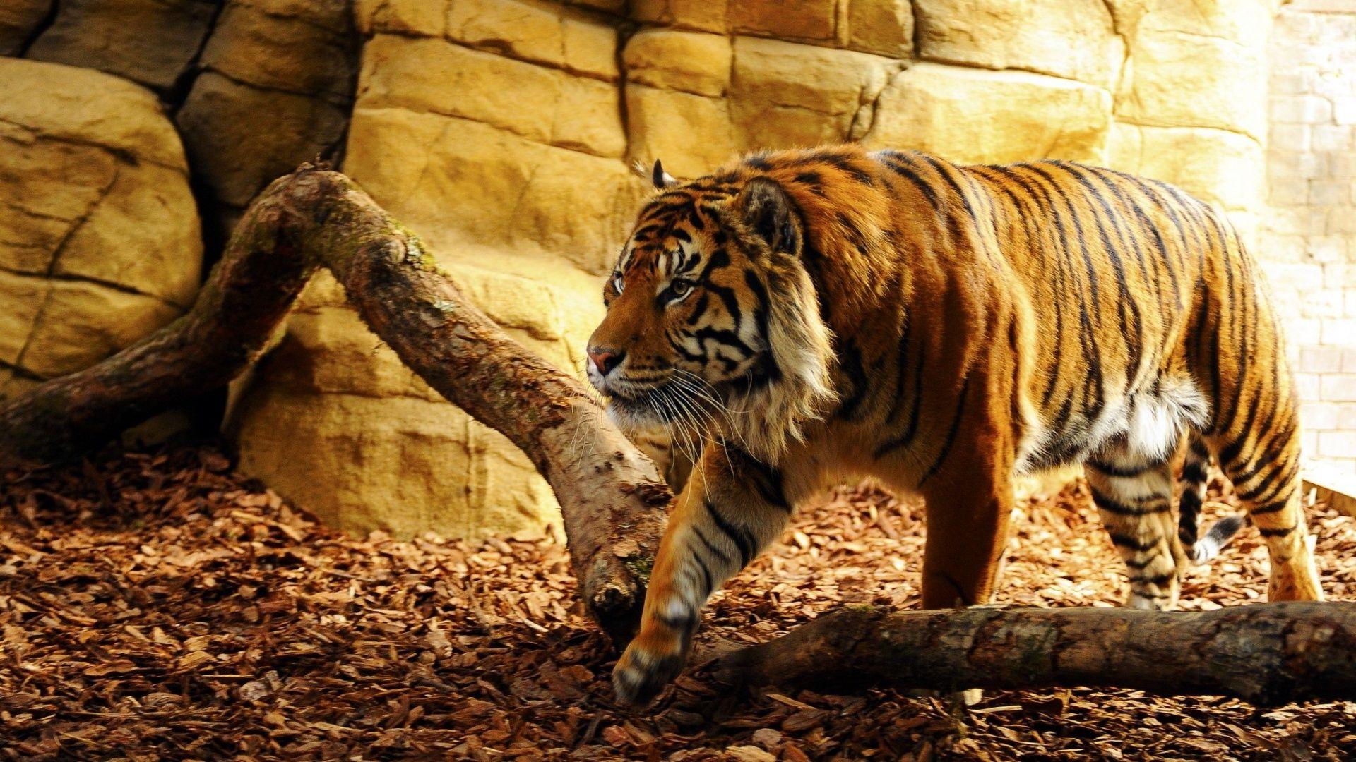 Big Tiger Wallpapers - Top Free Big Tiger Backgrounds - WallpaperAccess