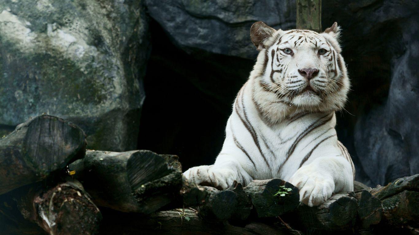 1366x768 Big White Tiger HD 1366x768 Resolution .