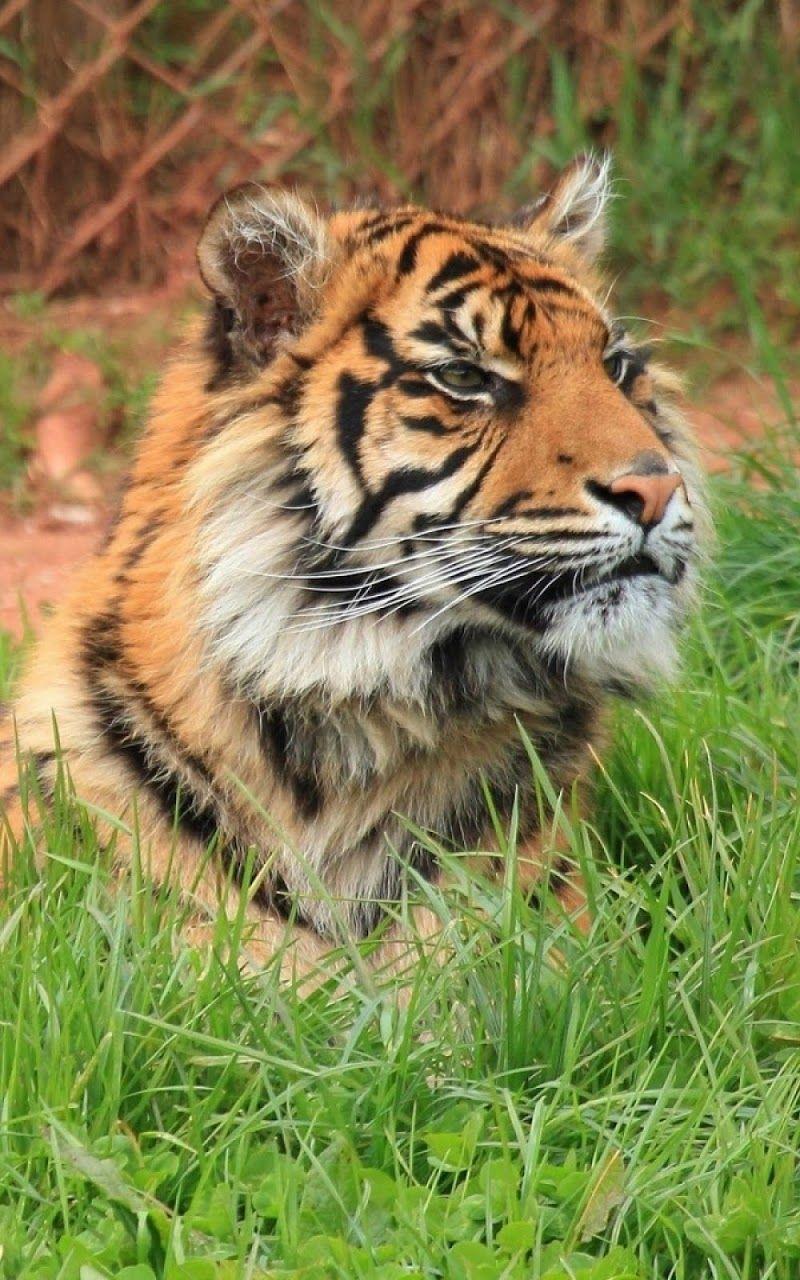 800x1280 Tiger Big Cat Wild Galaxy Note HD Wallpapergalaxynotehdwallpaper.
