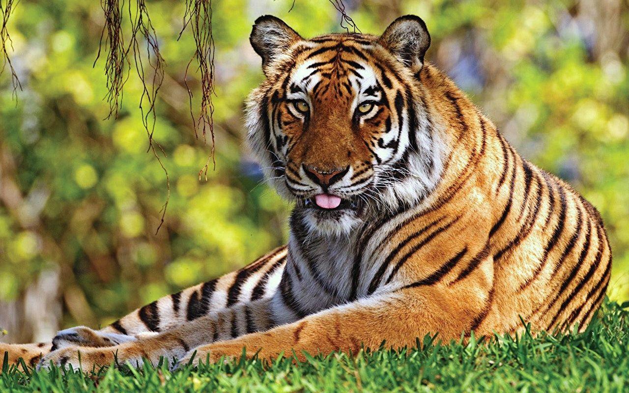 1280x800 Desktop Wallpaper tiger Big cats