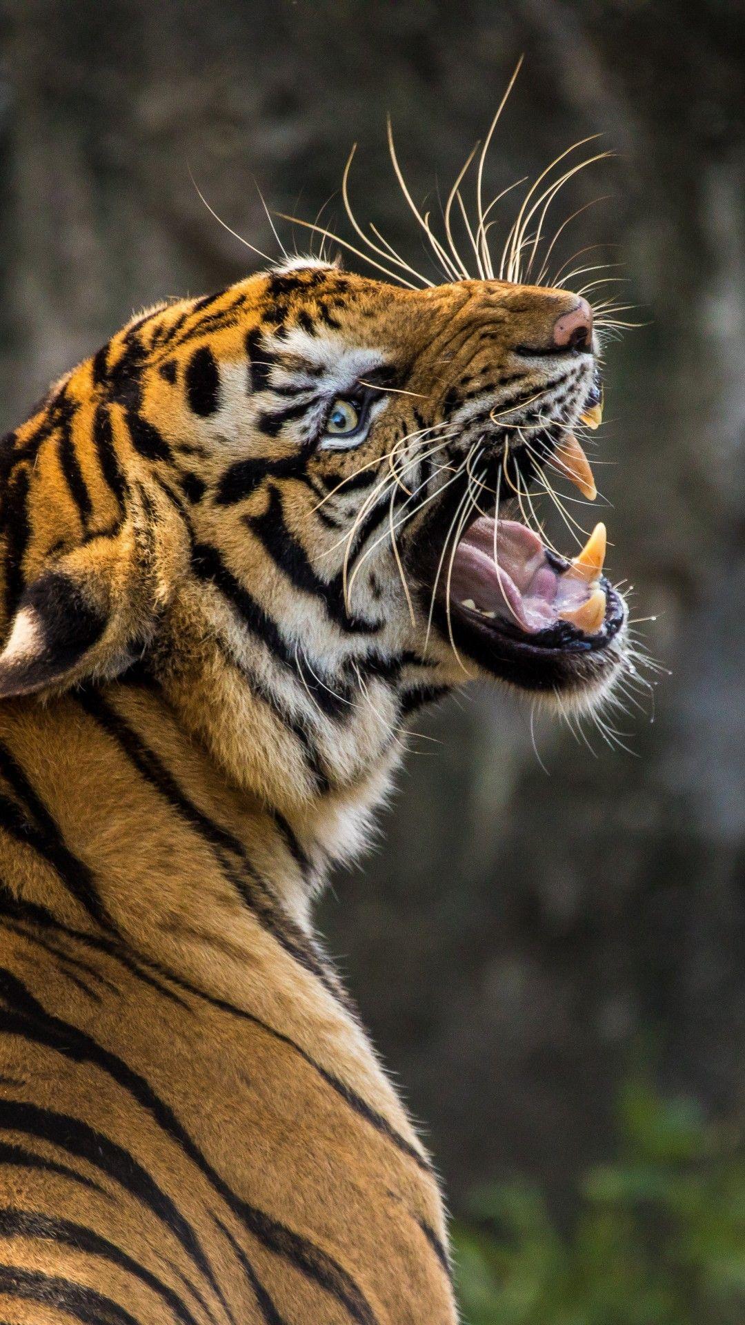 1080x1920 Tiger 4K Wallpaper, Roaring, Big cat .