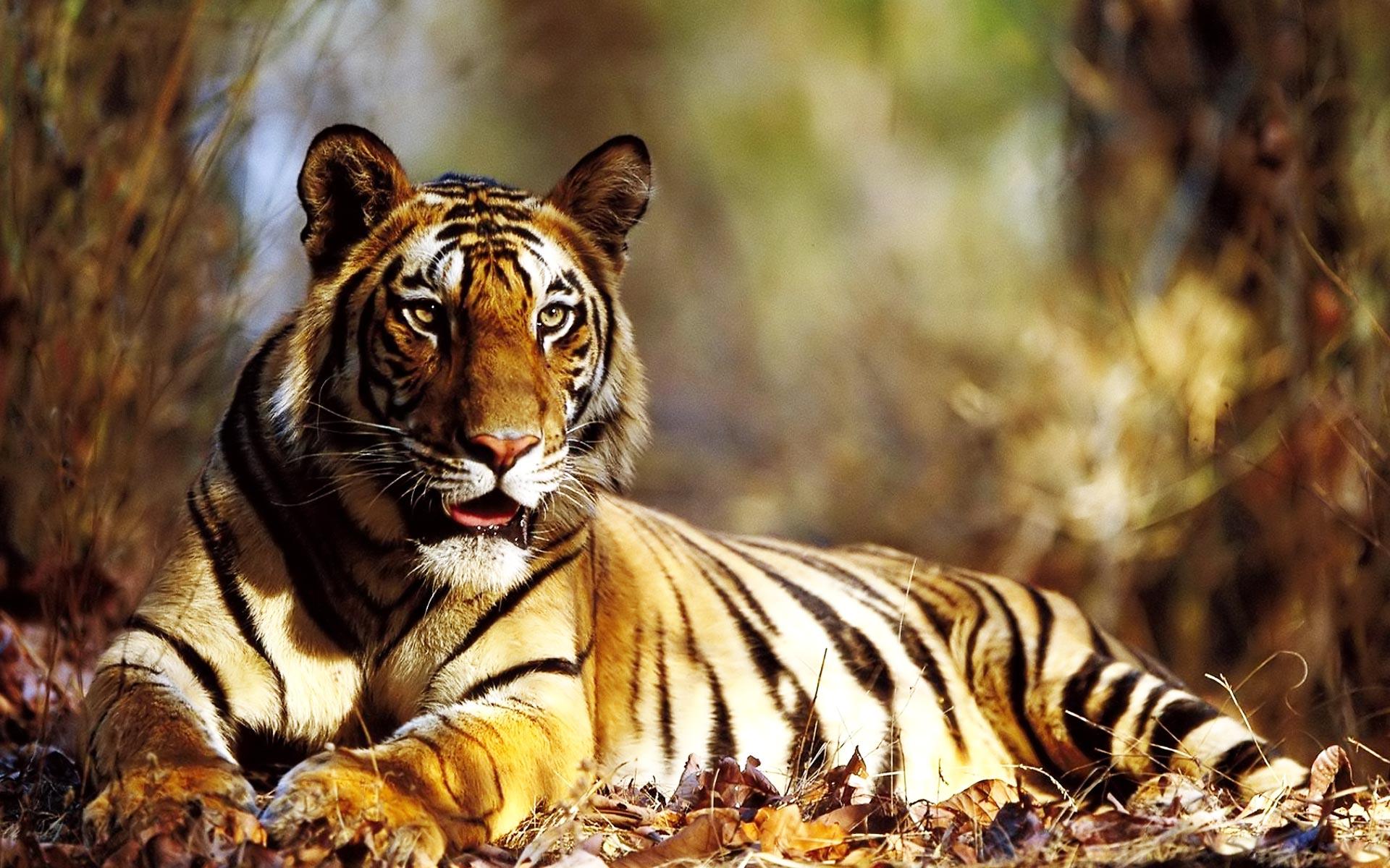1920x1200 Big Tiger Photo Wallpaper