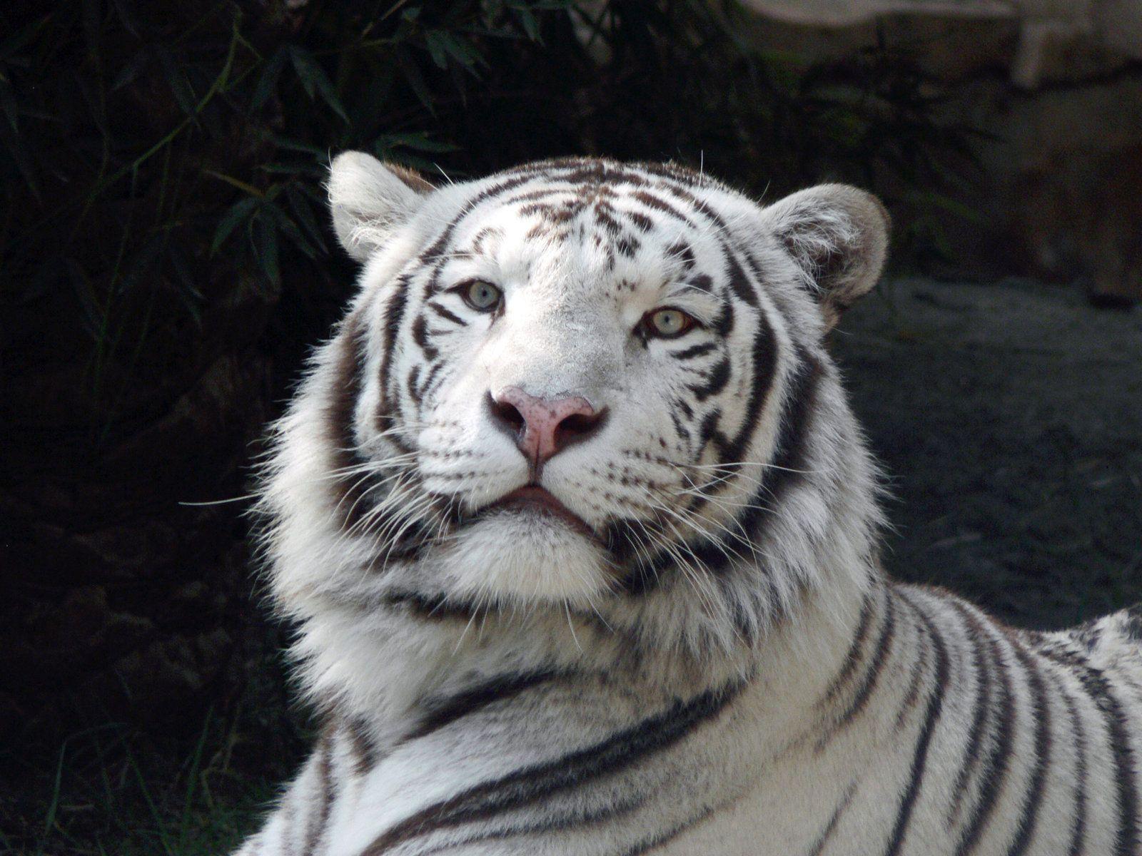 1600x1200 White Tiger Big Head Wallpaper .com