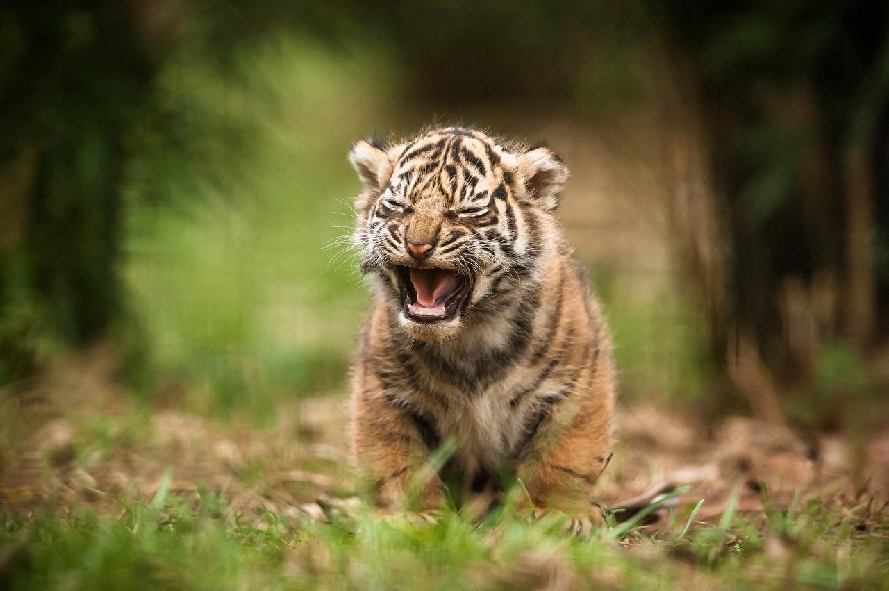 1280x851 Tiger Cubs