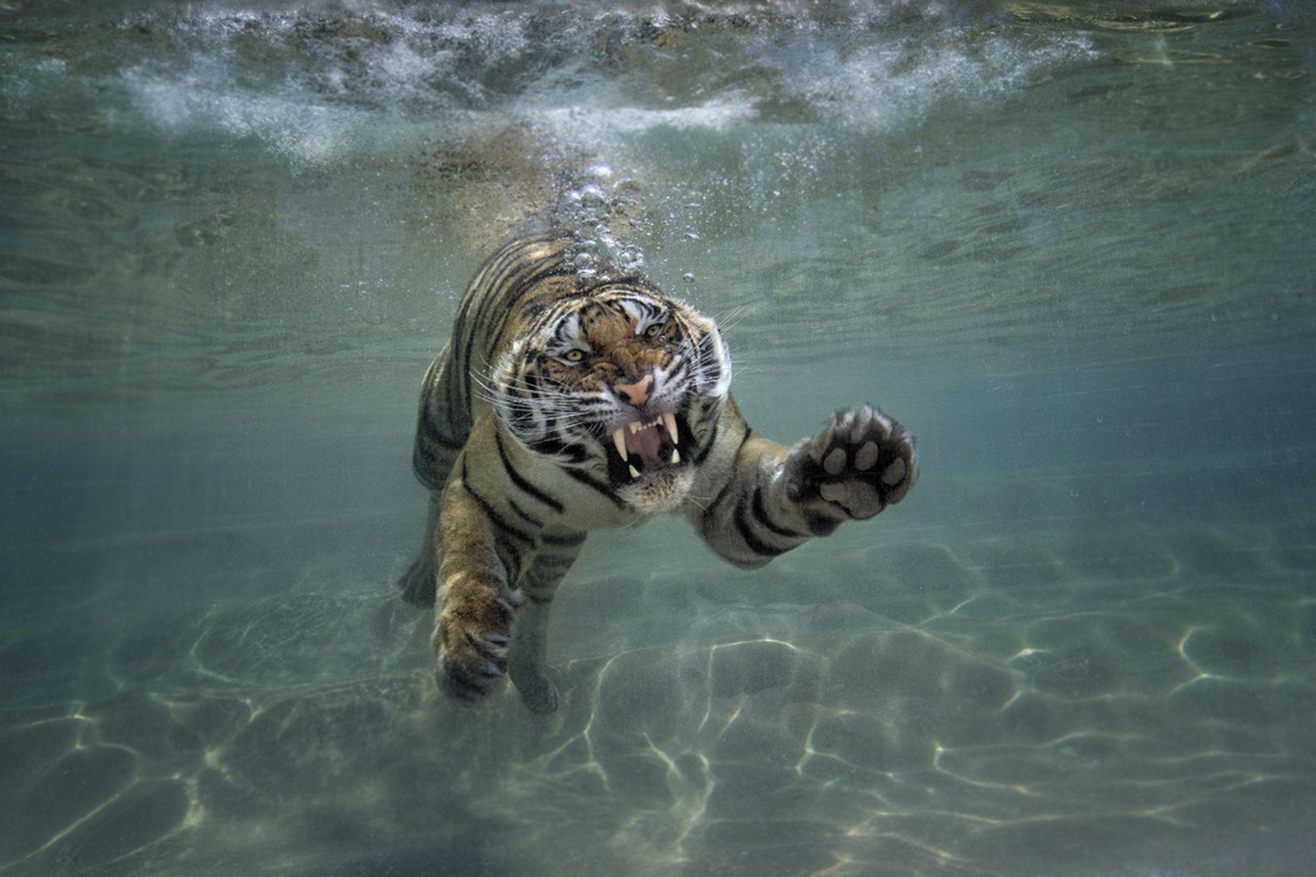 1920x1280 Tiger : WALLPAPERS For